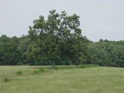 Big tree in field.JPG